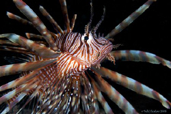 "Spines of the Lion" by Debi Henshaw 